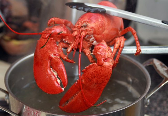 Tongs holding boiled lobster above a pot of water